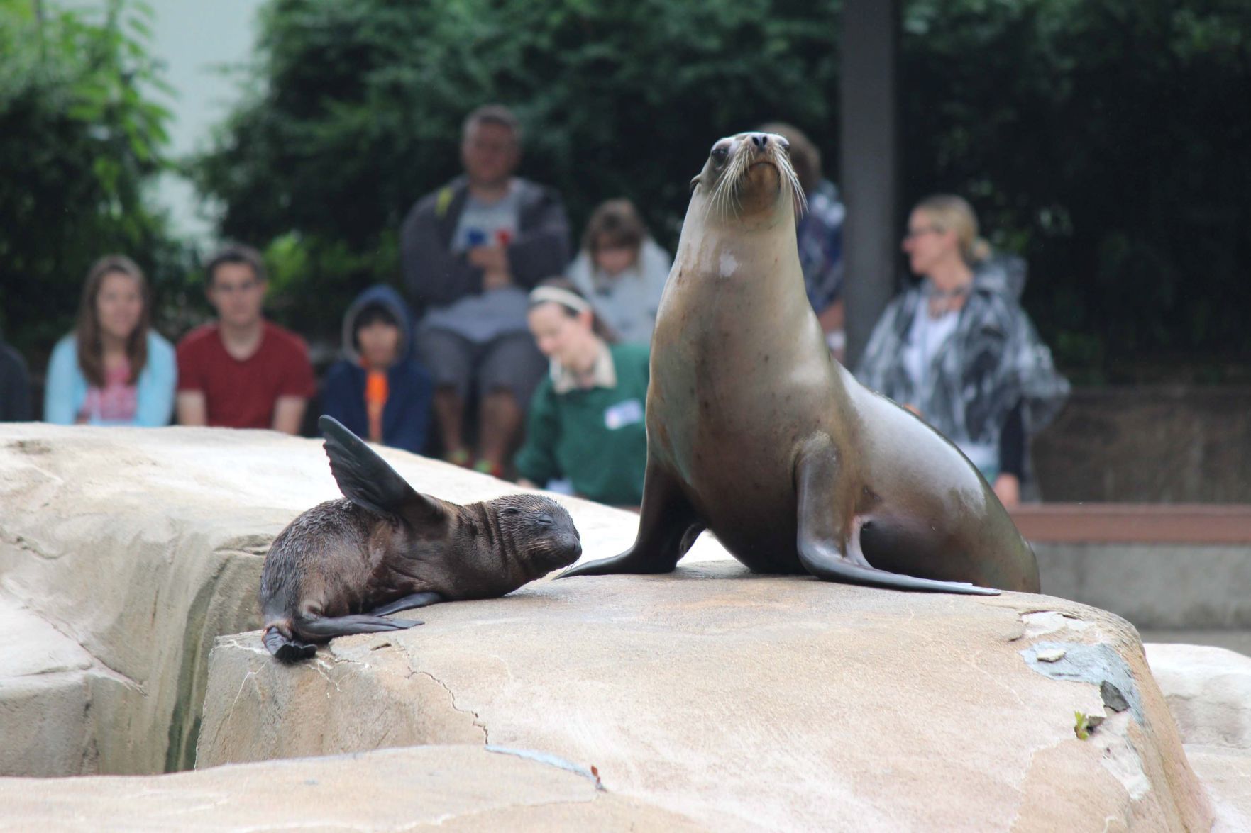 20180803_liv_sealions(2)